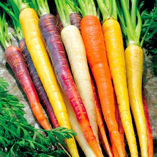 40x Garden Seed Assortment