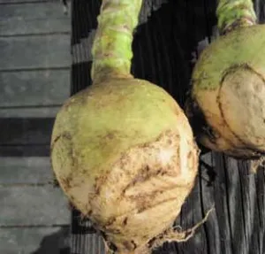 Gilfeather Turnip